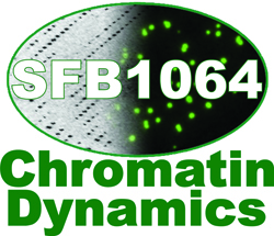 About the CRC 1064 Chromatin Dynamics 