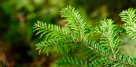 balsam fir