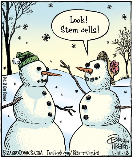 stem cells