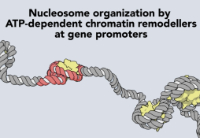 atp_dependent