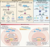 cordes et al. 2025