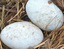 mute-swan-eggs teaser