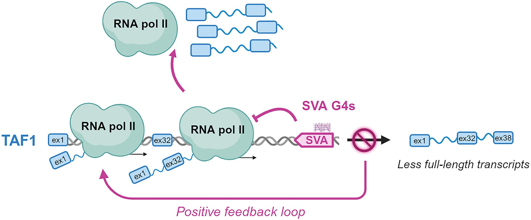 nicoletto et al 2024