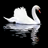 swan 100x100