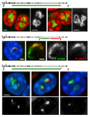 ulrich et al 2025